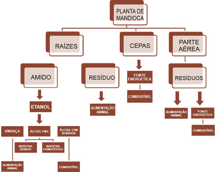 Fluxograma da planta de mandioca com seus produtos principais e possibilidades de usos. Fonte: IAC (2010).