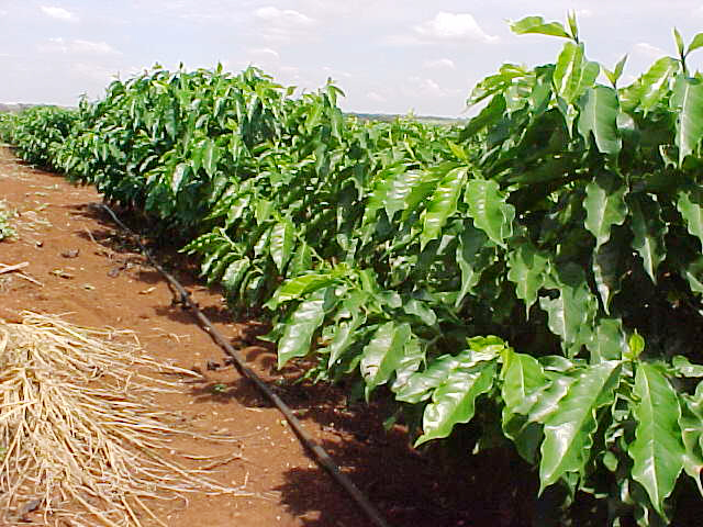 água na agricultura irrigação café