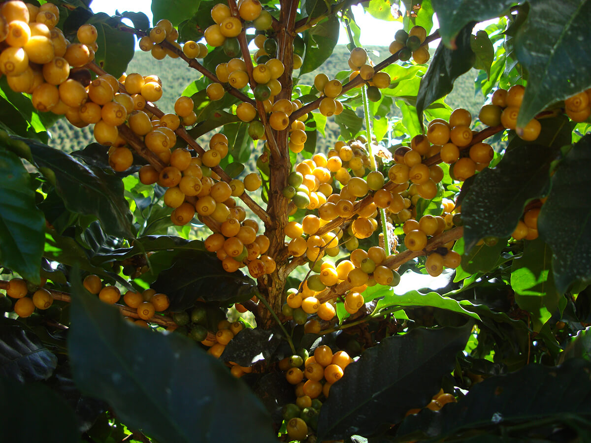 Café: Com foco nas chuvas do Brasil, arábica e conilon sobem nesta 2ª feira  - Amvac do Brasil